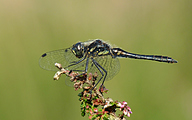 Black Darter (Male, Sympetrum danae)